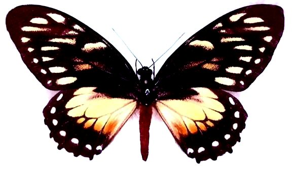 PAPILIO ASCOLIUS ssp.ASCOLIUS**male A1 special offer price !**COLOMBIA unmounted 
